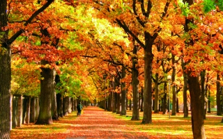 Sügisene park (Toomas Olev) _ Autumn park